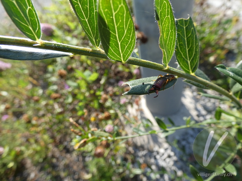 Gemeiner Ohrwurm: Übersicht